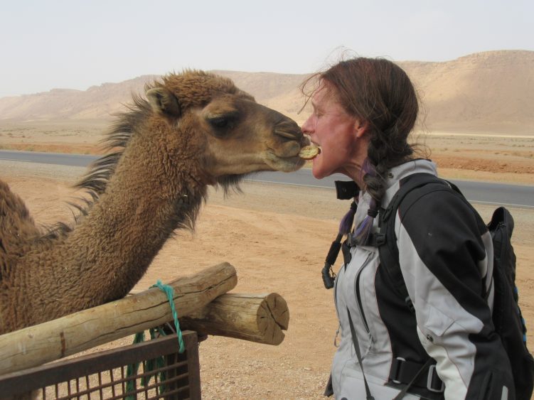 Kissing a camel